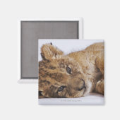 Lion cub (Panthera leo) liegt nebeneinander, nah Magnet (Vorderseite/Rückseite)