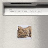 Lion cub (Panthera leo) liegt nebeneinander, nah Magnet (In Situ (Geschirrspüler))