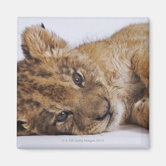 Lion cub (Panthera leo) liegt nebeneinander, nah Magnet (Vorne)