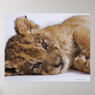 Lion cub (Panthera leo) liegt nebeneinander, nah Poster