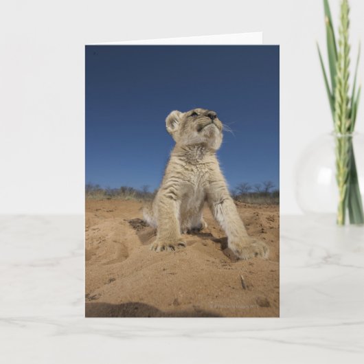 Lion Cub (Panthera Leo) sitzend auf Sand, Namibia Karte (Vorderseite)