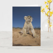 Lion Cub (Panthera Leo) sitzend auf Sand, Namibia Karte (Gelbe Blume)