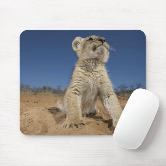 Lion Cub (Panthera Leo) sitzend auf Sand, Namibia Mousepad (Mit Mouse)