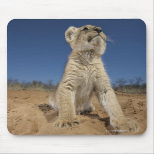 Lion Cub (Panthera Leo) sitzend auf Sand, Namibia Mousepad