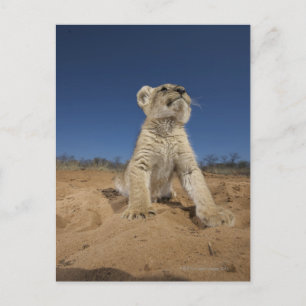 Lion Cub (Panthera Leo) sitzend auf Sand, Namibia Postkarte