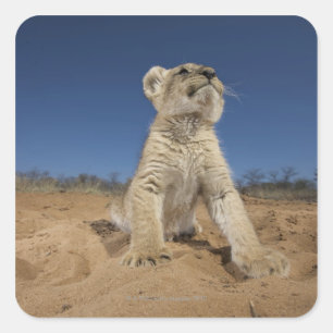 Lion Cub (Panthera Leo) sitzend auf Sand, Namibia Quadratischer Aufkleber