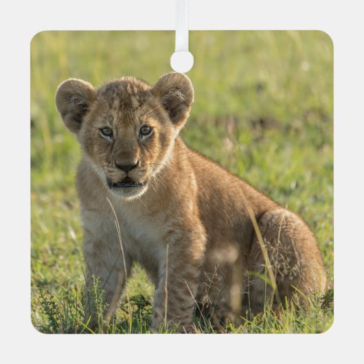Lion Cub Personalisieren Name oder Text & Datum We Ornament Aus Metall (Vorderseite)