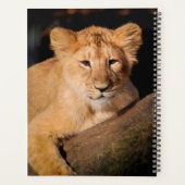 Lion Cub Planer (Rückseite)