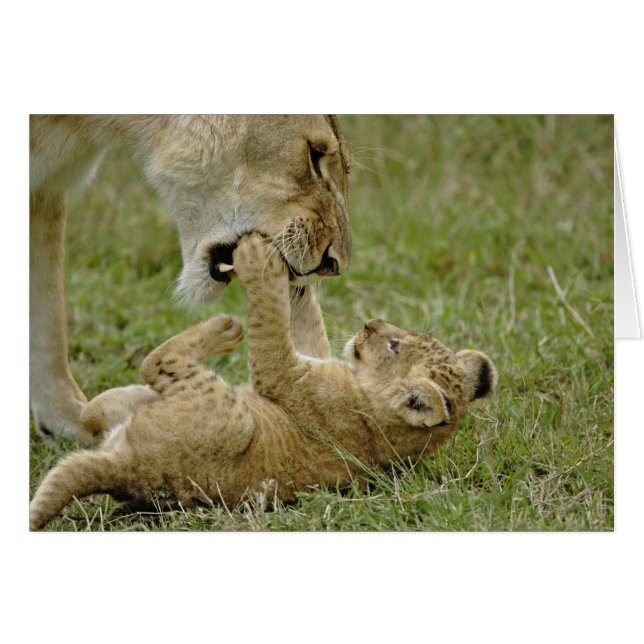 Lion Cub Playing (Vorderseite (Horizontal))