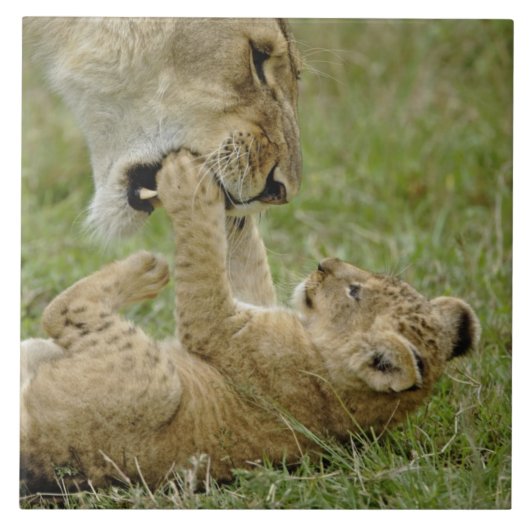 Lion Cub Playing Fliese (Vorderseite)
