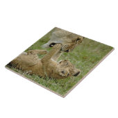 Lion Cub Playing Fliese (Seite)