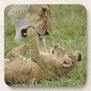 Lion Cub Playing Getränkeuntersetzer