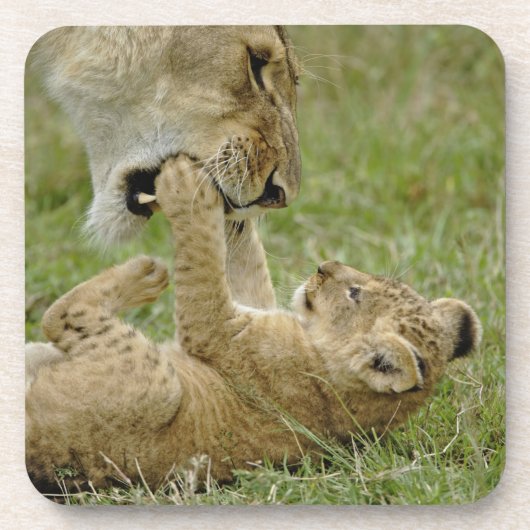 Lion Cub Playing Getränkeuntersetzer (Vorderseite)