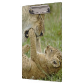 Lion Cub Playing Klemmbrett (Links)