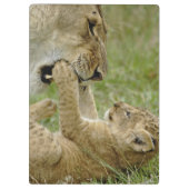 Lion Cub Playing Klemmbrett (Rückseite)