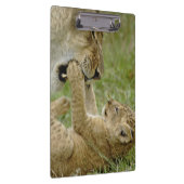 Lion Cub Playing Klemmbrett (Rechts)