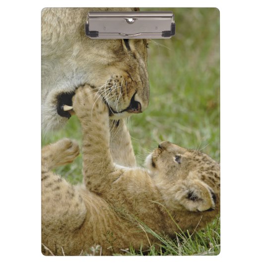 Lion Cub Playing Klemmbrett (Vorderseite)