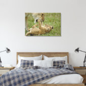 Lion Cub Playing Leinwanddruck (Insitu (Schlafzimmer))