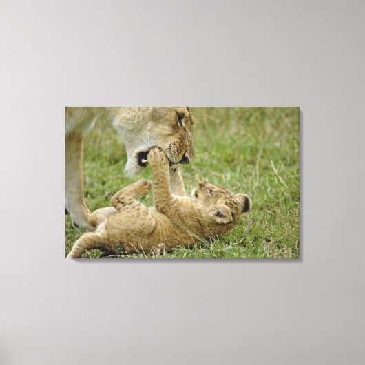 Lion Cub Playing Leinwanddruck (Vorderseite)