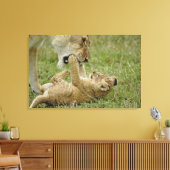 Lion Cub Playing Leinwanddruck (Insitu (Wohnzimmer))