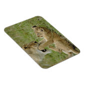 Lion Cub Playing Magnet (Rechte Seite)