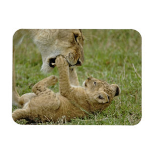 Lion Cub Playing Magnet