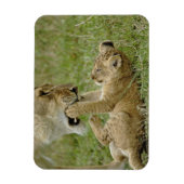 Lion Cub Playing Magnet (Vertikal)