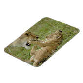 Lion Cub Playing Magnet (Linke Seite)