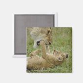 Lion Cub Playing Magnet (Vorderseite/Rückseite)