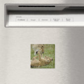 Lion Cub Playing Magnet (In Situ (Geschirrspüler))