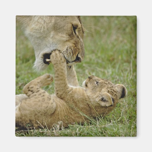 Lion Cub Playing Magnet (Vorne)