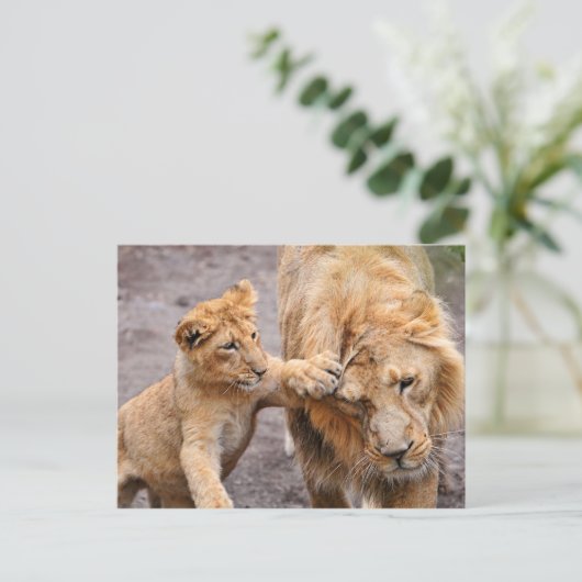 Lion Cub Playing mit seiner Mutter Postkarte (Stehend Vorderseite)