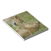 Lion Cub Playing Notizblock (angewinkelt)