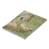 Lion Cub Playing Notizblock (Rotiert)