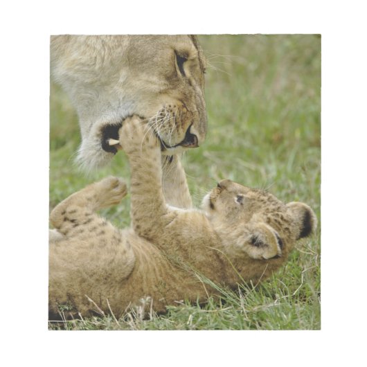 Lion Cub Playing Notizblock (Vorderseite)