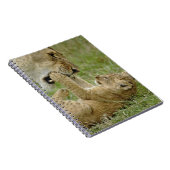 Lion Cub Playing Notizblock (Rechte Seite)