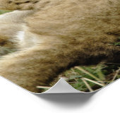 Lion Cub Playing Poster (Ecke)