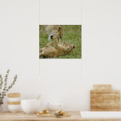 Lion Cub Playing Poster (Küche)