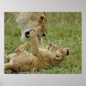 Lion Cub Playing Poster (Vorne)
