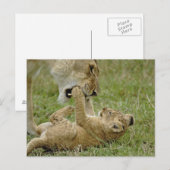 Lion Cub Playing Postkarte (Vorne/Hinten)