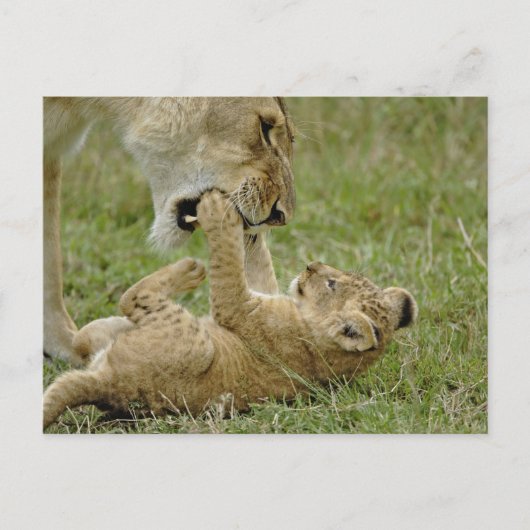 Lion Cub Playing Postkarte (Vorderseite)