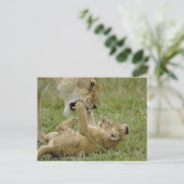 Lion Cub Playing Postkarte (Stehend Vorderseite)