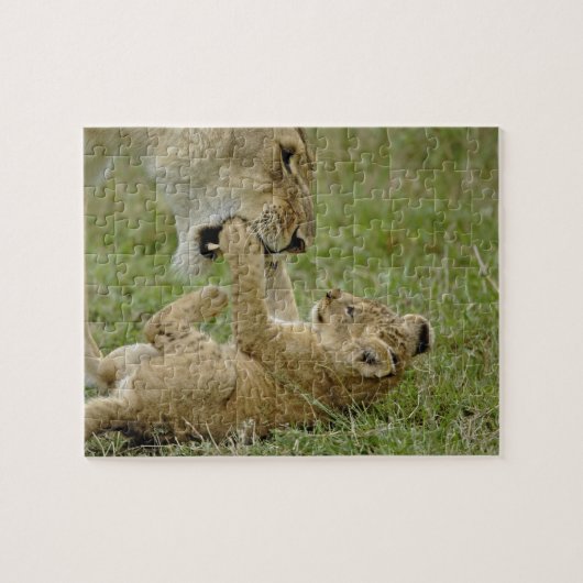 Lion Cub Playing Puzzle (Horizontal)
