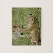 Lion Cub Playing Puzzle (Vertikal)