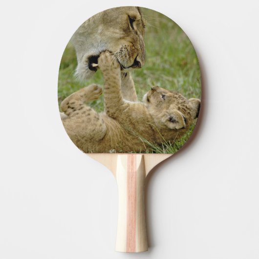 Lion Cub Playing Tischtennis Schläger (Vorderseite)