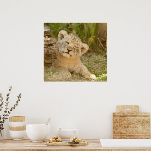 Lion Cub Poster (Küche)