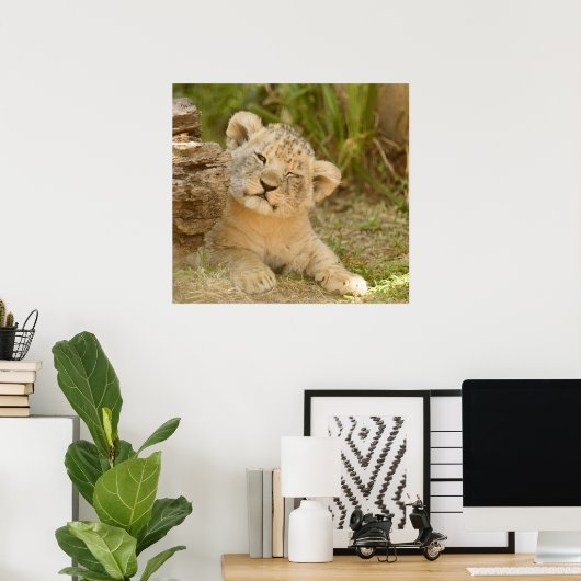 Lion Cub Poster (Heimbüro)