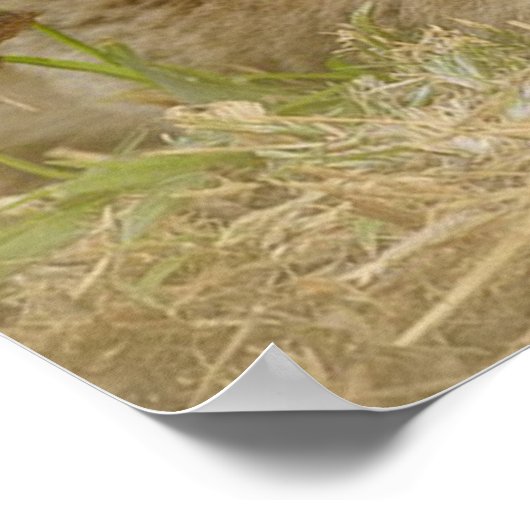 Lion Cub Poster (Ecke)