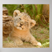 Lion Cub Poster (Vorne)
