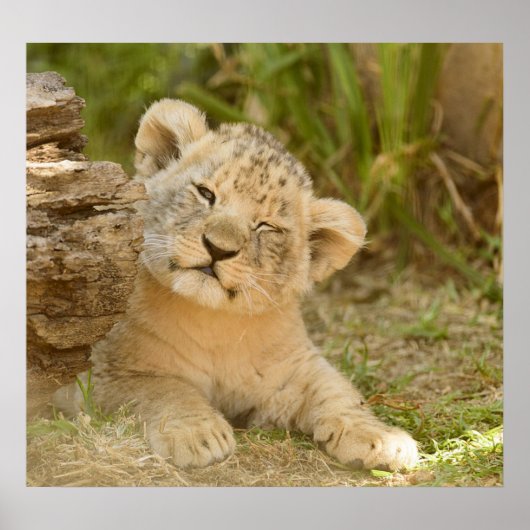 Lion Cub Poster (Vorne)